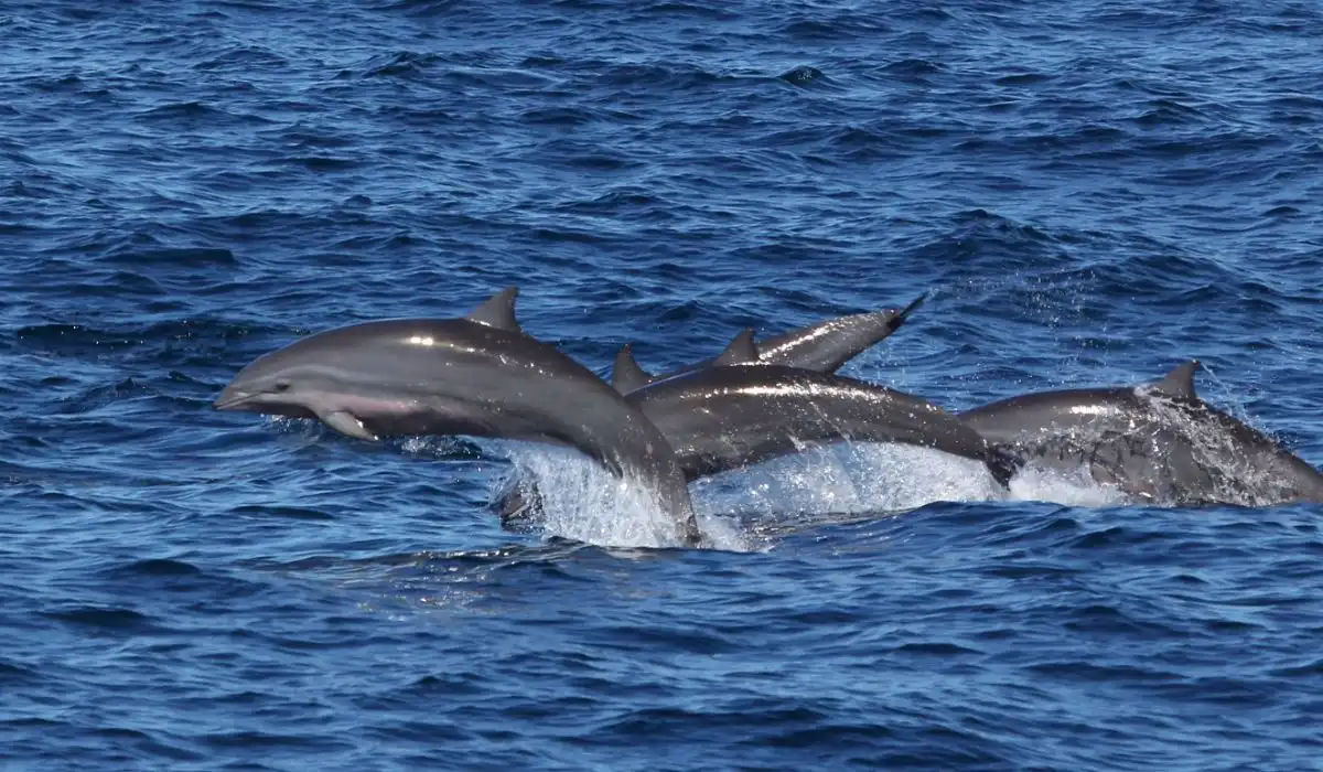 House Reef moko alor 1