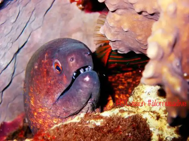 House Reef moko alor 2