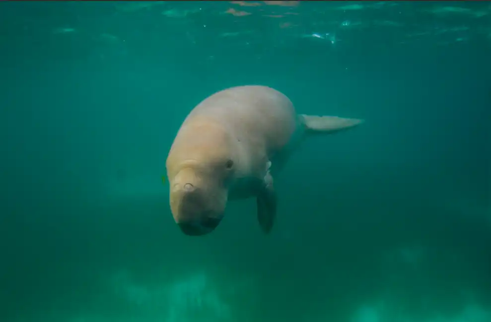 Moko Alor Gallery 11